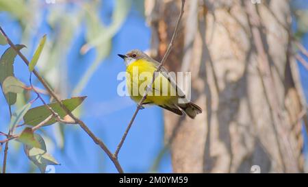 Gerygone à gorge blanche perchée sur la branche sous le soleil du matin au parc national Girraween, Queensland, Australie Banque D'Images