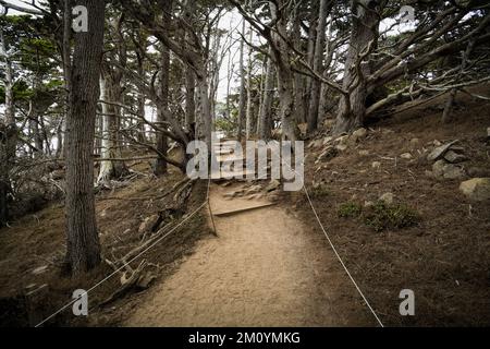 Sentier de randonnée pédestre et marches à travers le bosquet des cyprès de Monterey dans la réserve d'État de point Lobos, Carmel, Californie Banque D'Images