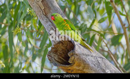 Lorikeet droit écailleux dans un creux d'un vieux eucalyptus l'inspectant pour un emplacement de nid à Rockhampton, Queensland, Australie Banque D'Images