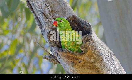 Lorikeet droit écailleux dans un creux d'un vieux eucalyptus l'inspectant pour un emplacement de nid à Rockhampton, Queensland, Australie Banque D'Images