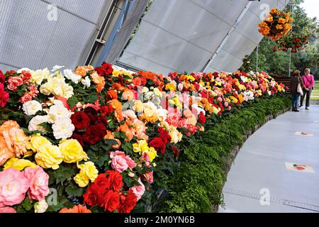 Ballarat Australie / le festival annuel Ballarat Begonia est un événement populaire dans la ville de Ballarat. Banque D'Images