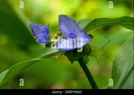 Une araignée, probablement une araignée de Virginie (Tradescantia virginiana) - avec araignée - aux jardins botaniques de Cheekwood à Nashville, Tennessee Banque D'Images