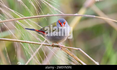 Red-Tissue fich Bird on grass STEM, Julatten, Queensland. Australie Banque D'Images
