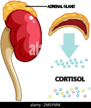 La glande surrénale produit une illustration du vecteur du cortisol Illustration de Vecteur