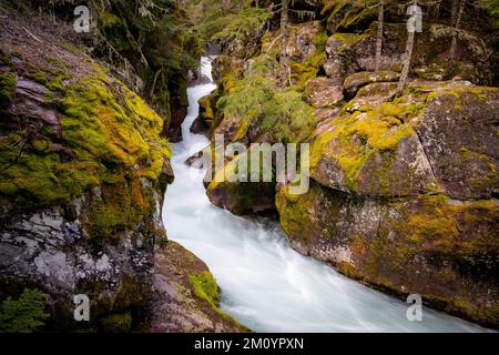 Longue exposition d'un ruisseau de montagne qui coule sous des rochers mousseux dans un environnement naturel immaculé, Avalanche Creek, dans le parc national Glacier Banque D'Images