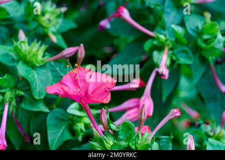 Un gros plan de fleur de mirabilis rose Banque D'Images