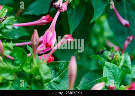 Un gros plan de fleur de mirabilis rose Banque D'Images