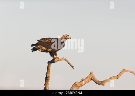 Aigle impérial espagnol Aquila adalberti, adulte perché sur la branche, Tolède, Espagne, novembre Banque D'Images