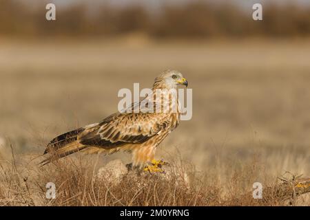 Cerf-volant rouge Milvus milvus, adulte perchée sur le rocher, Tolède, Espagne, novembre Banque D'Images