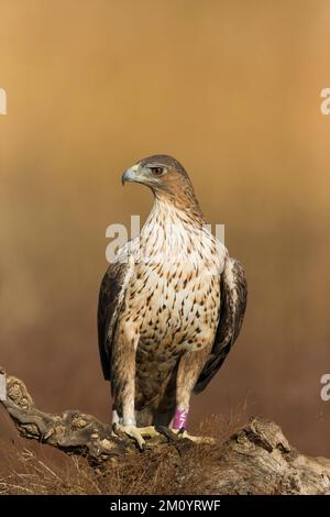 Aquila fasciata, aigle de Bonelli, immature perchée sur une souche, Tolède, Espagne, novembre Banque D'Images