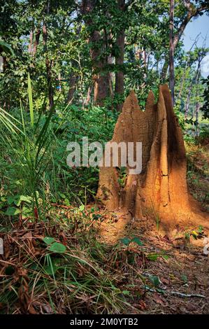 Grande monticule de termites dans le parc national de Chitwan, au Népal Banque D'Images