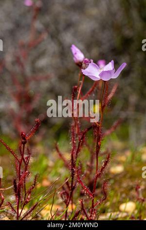 Vue latérale de la flore rose Drosera cistiflora pris dans l'habitat naturel dans le nord de Cederberg en Afrique du Sud Banque D'Images