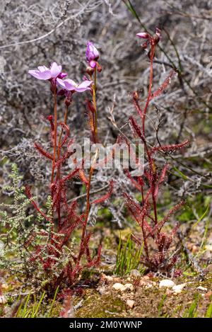 Vue latérale de la flore rose Drosera cistiflora pris dans l'habitat naturel dans le nord de Cederberg en Afrique du Sud Banque D'Images