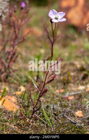 Vue latérale de la flore rose Drosera cistiflora pris dans l'habitat naturel dans le nord de Cederberg en Afrique du Sud Banque D'Images