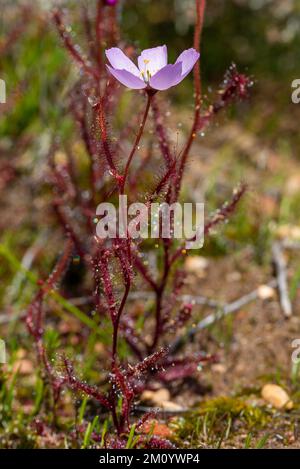 Vue latérale de la flore rose Drosera cistiflora pris dans l'habitat naturel dans le nord de Cederberg en Afrique du Sud Banque D'Images
