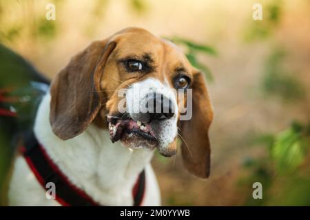 Beagle en été nature Banque D'Images