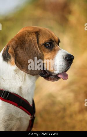 Beagle en été nature Banque D'Images
