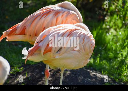 Flamants roses à Cracovie, Pologne Banque D'Images