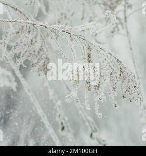 Gros plan sur les cristaux de glace sur la photo de concept de branche épaisse et séchée Banque D'Images