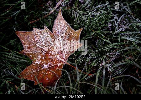 Cristaux de glace sur une feuille gelée par temps gelé à Primrose Hill, Londres. Certaines parties du Royaume-Uni sont frappées par des conditions de gel. L'Agence britannique de sécurité sanitaire (UKHSA) a émis une alerte par temps froid de niveau 3 couvrant l'Angleterre jusqu'à lundi et le met Office a émis plusieurs avertissements météorologiques jaunes pour la neige et la glace dans certaines parties du Royaume-Uni au cours des prochains jours. Date de la photo: Vendredi 9 décembre 2022. Banque D'Images