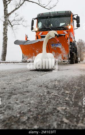 Riedlingen, Allemagne. 09th décembre 2022. Un cygne bloque le chemin d'un véhicule de garde au sol hivernal sur une route recouverte de neige fraîche. Credit: Thomas Warnack/dpa/Alay Live News Banque D'Images