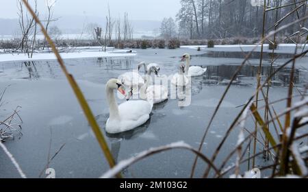 Riedlingen, Allemagne. 09th décembre 2022. Une famille de cygnes nageurs sur un étang dans des températures glaciales et de la neige fraîche. Credit: Thomas Warnack/dpa/Alay Live News Banque D'Images