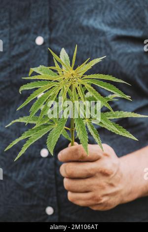 Homme tenant le Cannabis pour marijuana verte légale Sprout dans sa main. Ferme de cannabis en été, belle culture de cannabis. Culture de marijuana Banque D'Images