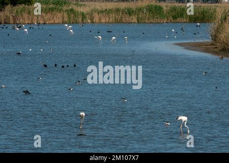 Plusieurs espèces de oiseaux sur une zone humide à Brazo del Este, Donana National & Natural Park, Andalousie, Espagne. Banque D'Images