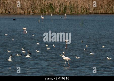 Plusieurs espèces de oiseaux sur une zone humide à Brazo del Este, Donana National & Natural Park, Andalousie, Espagne. Banque D'Images