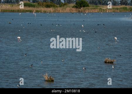 Plusieurs espèces de oiseaux sur une zone humide à Brazo del Este, Donana National & Natural Park, Andalousie, Espagne. Banque D'Images