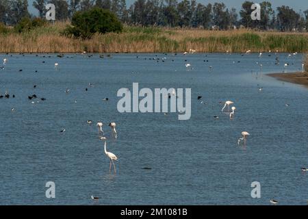 Plusieurs espèces de oiseaux sur une zone humide à Brazo del Este, Donana National & Natural Park, Andalousie, Espagne. Banque D'Images