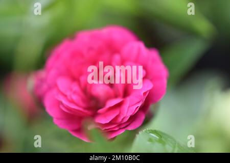 Roses roses et bokeh naturel des feuilles, Rose floraison sur fond vert, Roses dans le jardin les roses sont belles avec une belle journée ensoleillée Banque D'Images