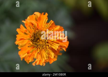 Tagètes (Tagetes erecta, mexicains, Aztec marigold souci, souci de l'Afrique) Banque D'Images