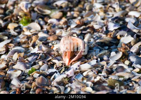 Une multitude de coquillages écrasés sur le bord de mer : photo en gros plan du bord de mer noir avec des débris de coquillages, des coquillages d'escargots et des algues. Banque D'Images