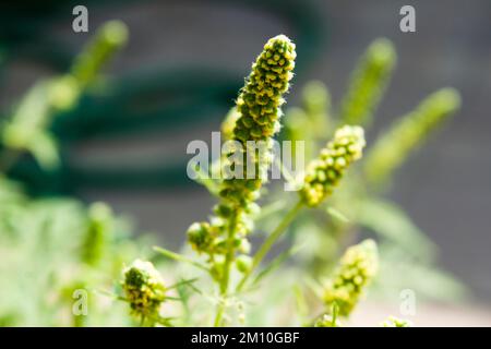 Gros plan sur les fleurs d'herbe à poux. Le pollen de l'herbe à poux est connu pour causer des réactions allergiques chez l'homme, en particulier la rhinite allergique. Banque D'Images