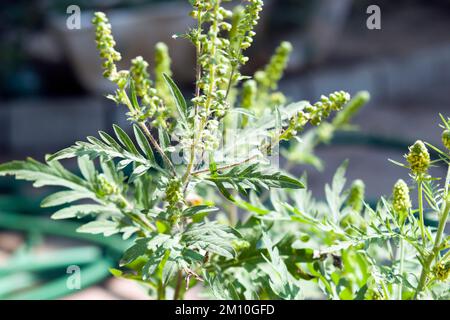 Gros plan sur les fleurs d'herbe à poux. Le pollen de l'herbe à poux est connu pour causer des réactions allergiques chez l'homme, en particulier la rhinite allergique. Banque D'Images