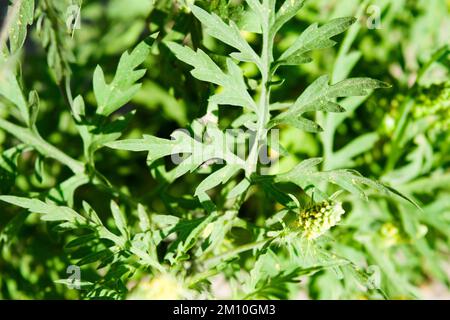 Gros plan sur les fleurs d'herbe à poux. Le pollen de l'herbe à poux est connu pour causer des réactions allergiques chez l'homme, en particulier la rhinite allergique. Banque D'Images