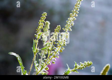 Gros plan sur les fleurs d'herbe à poux. Le pollen de l'herbe à poux est connu pour causer des réactions allergiques chez l'homme, en particulier la rhinite allergique. Banque D'Images