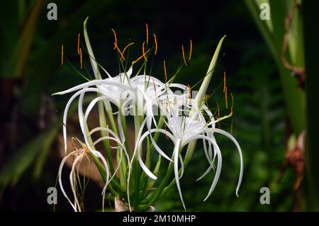 Feuilles blanches en forme de Starry Hymenocallis (Spider Lily) Flowerheads cultivés à l'Eden Project, Cornwall, Angleterre, Royaume-Uni. Banque D'Images