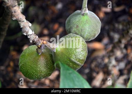 Trois Figs Roxburgh verts (Ficus Auriculata) suspendus d'arbres cultivés à l'Eden Project, Cornwall, Angleterre, Royaume-Uni. Banque D'Images