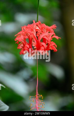 Red Hibiscus Schizopetalus (lanterne japonaise) Flower Grown at the Eden Project, Cornwall, Angleterre, Royaume-Uni. Banque D'Images