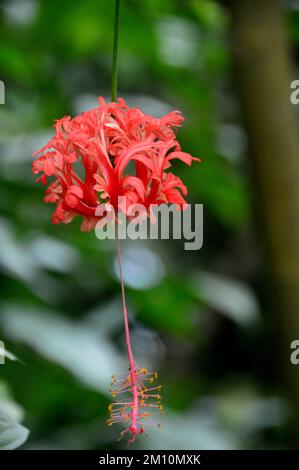 Red Hibiscus Schizopetalus (lanterne japonaise) Flower Grown at the Eden Project, Cornwall, Angleterre, Royaume-Uni. Banque D'Images