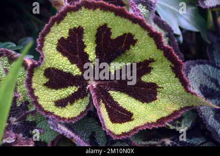 Feuilles exotiques vertes et brunes Begonia Masoniana (Iron Cross Begonia) cultivées à l'Eden Project, Cornwall, Angleterre, Royaume-Uni. Banque D'Images