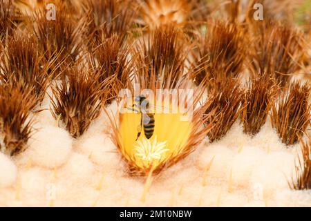 L'abeille se nourrissant sur la fleur d'Echinocactus grusonii Banque D'Images