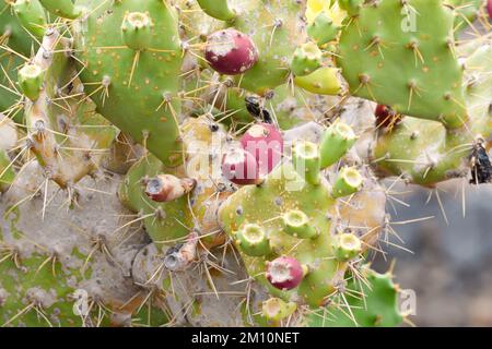 Opuntia ficus avec des fruits au premier plan Banque D'Images