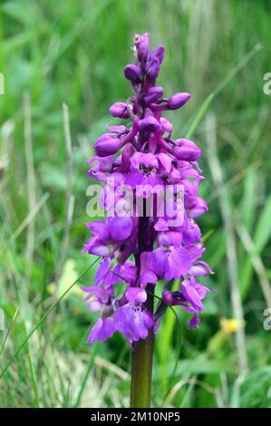 Une fleur d'orchidée à pois de Commom pourpre dans un pré sur Hillsbruough du South West Coastal Path à Cornwall, Angleterre, Royaume-Uni. Banque D'Images