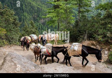 Approvisionner des chevaux en direction du monastère du Dragon's Nest Bhoutan Banque D'Images