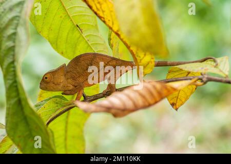 Parson's Caméléon Calumma parsonii -, forêt tropicale de la côte est de Madagascar. Lézard endémique colorés. Banque D'Images