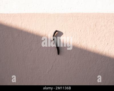 Un ver millipede mille pieds marchant sur le mur Banque D'Images