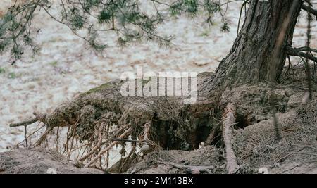 Racines d'arbre - le concept d'un arbre tombant dans la forêt au milieu du sable. Banque D'Images